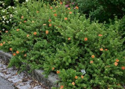 Potentilla fruticosa Red Favorite / Cserjés pimpó narancspiros
